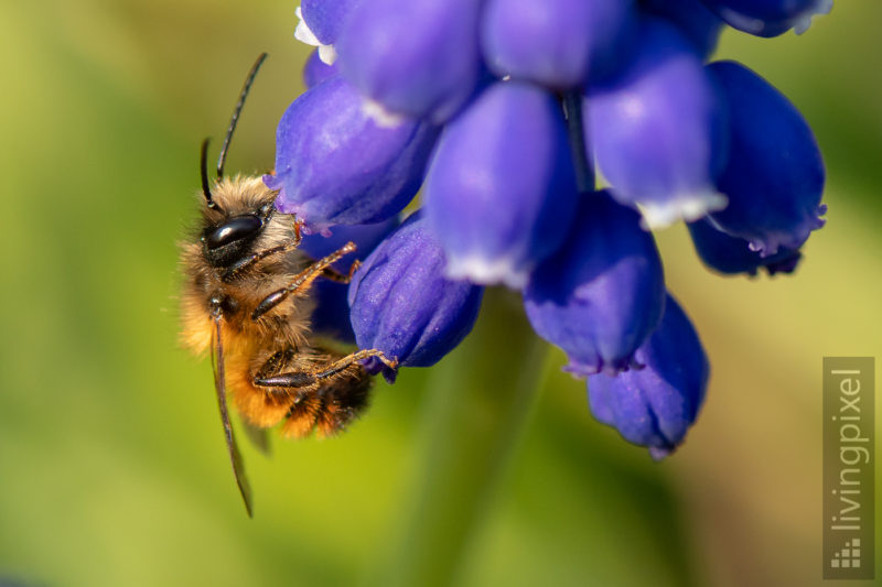 Rostrote Mauerbiene, männl. (Red mason bee)