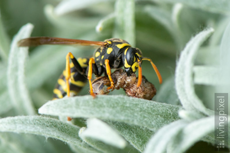 Haus-Feldwespe (European paper wasp)