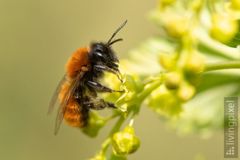 Rotpelzige Sandbiene (Tawny mining bee)