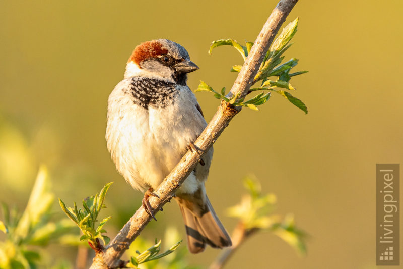 Haussperling (House sparrow)