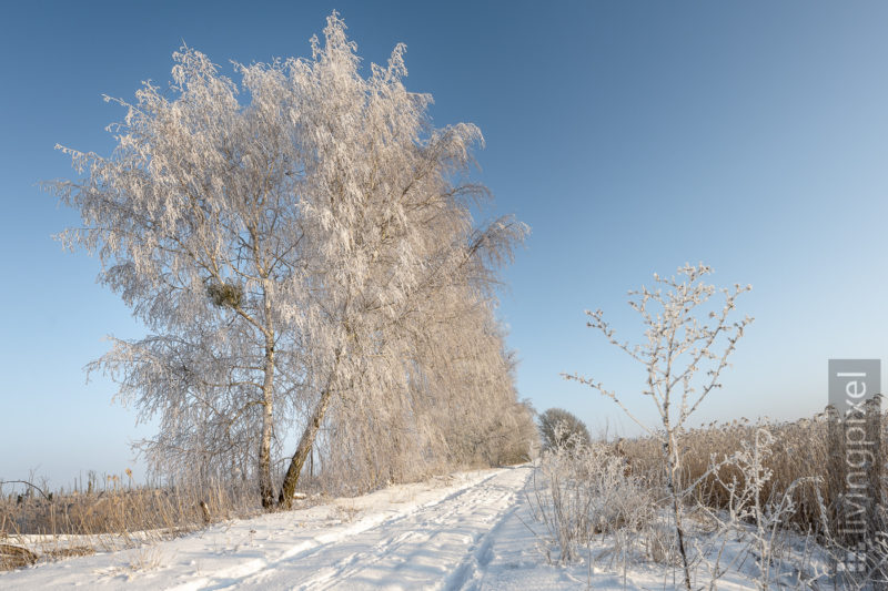 Winter-Wonder-Land