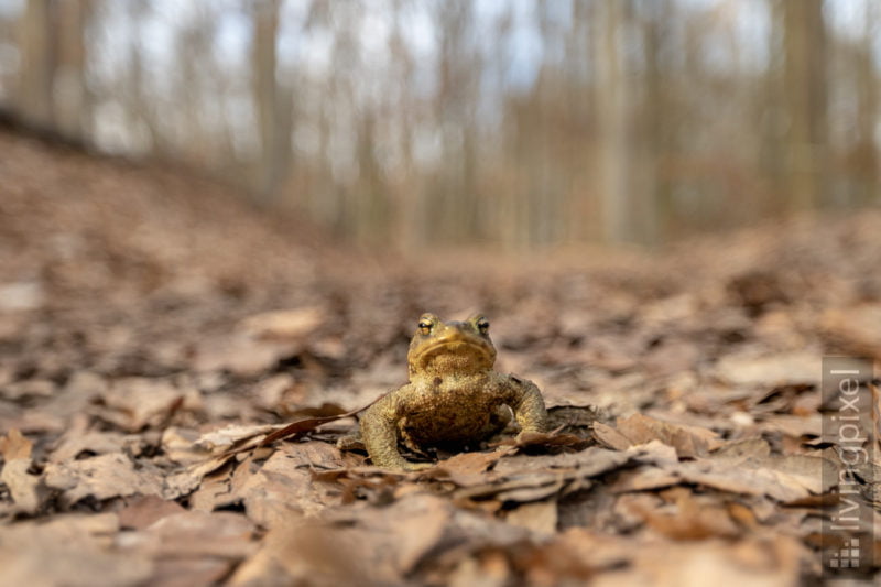 Erdkröte (Common toad)