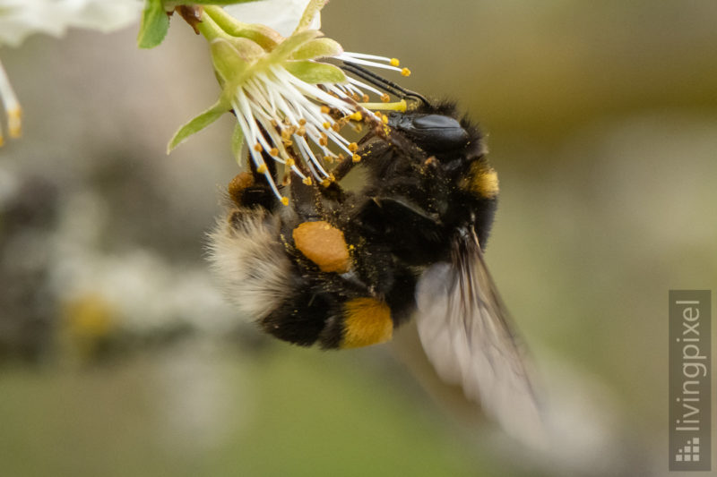 Dunkle Erdhummel (Buff-tailed bumblebee)