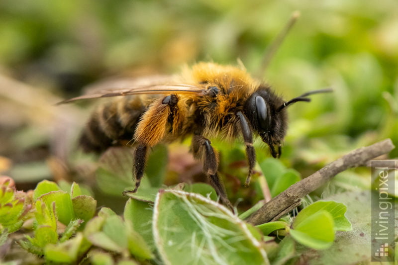 Gemeine Trauerbiene (Melecta albifrons)