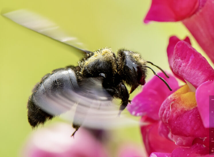 Große Holzbiene (violet carpenter bee)