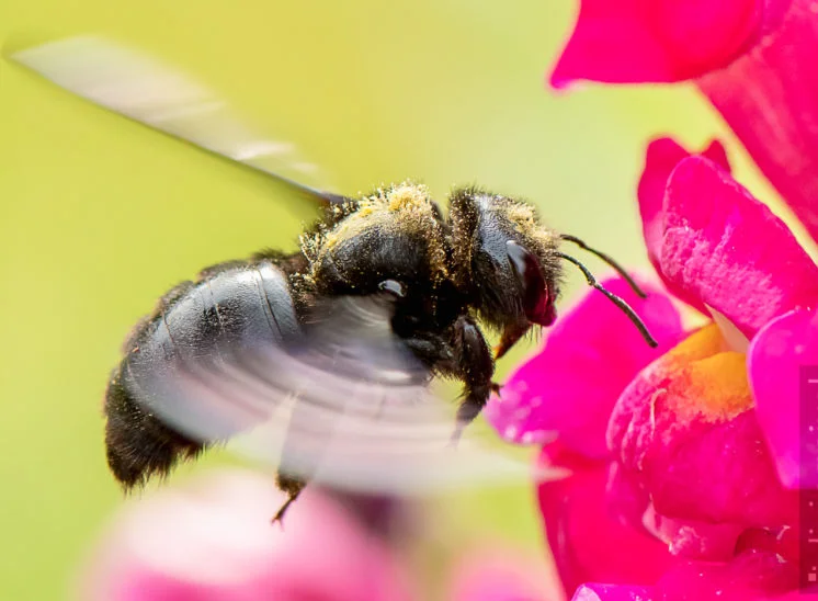 Große Holzbiene (Violet carpenter bee)