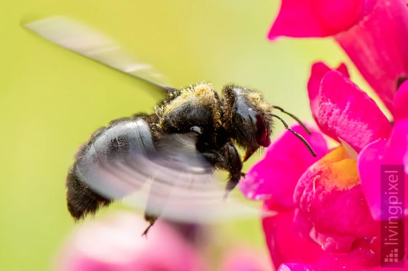 Große Holzbiene (violet carpenter bee)