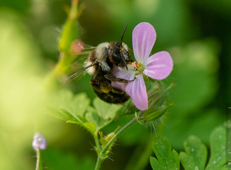 Graue Sandbiene, (Ashy mining bee)