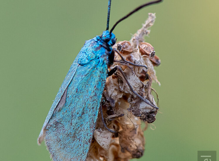 Ampfer-Grünwidderchen (Adscita statices)