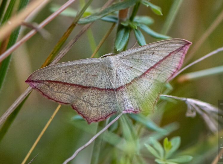 Ampferspanner (Timandra comae)