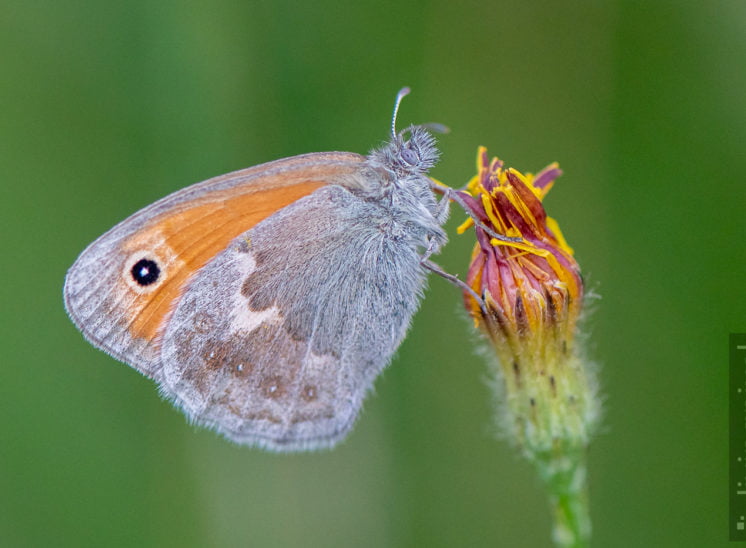 Kleines Wiesenvögelchen (Small heath)