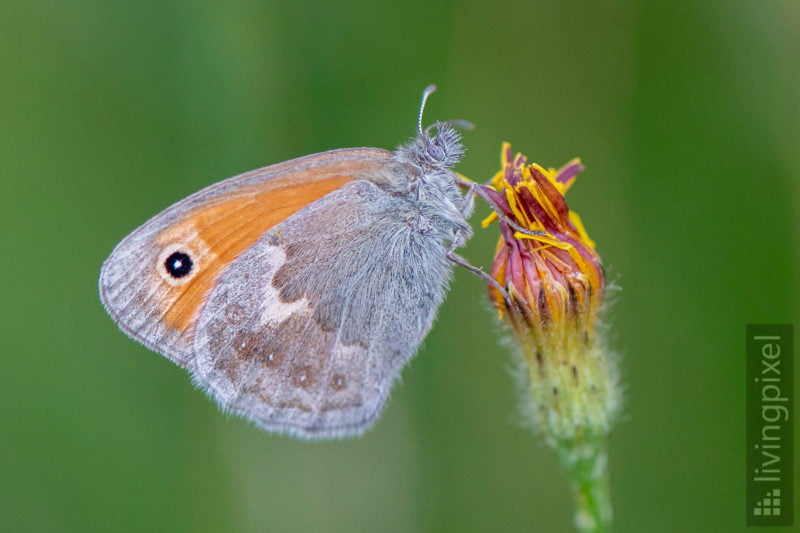 Kleines Wiesenvögelchen (Small heath)