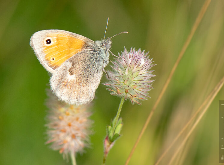 Kleines Wiesenvögelchen (Small heath)