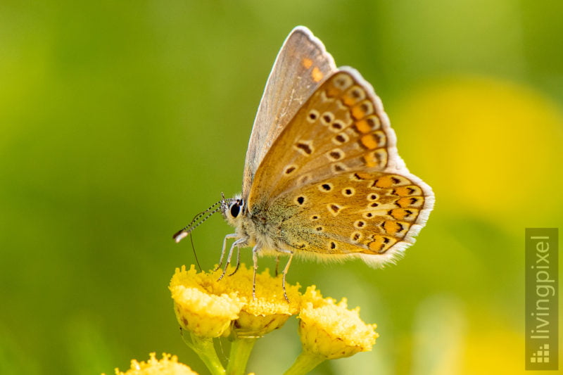 Hauhechel-Bläuling (Common blue)