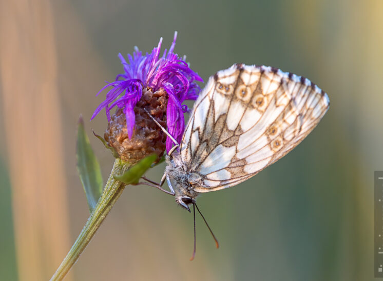 Schachbrettfalter (marbled white)