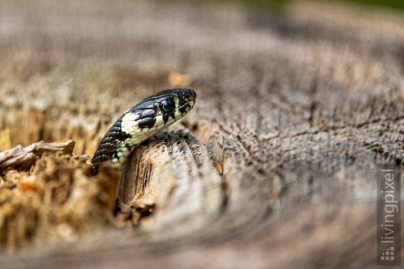 Ringelnatter (Grass snake)