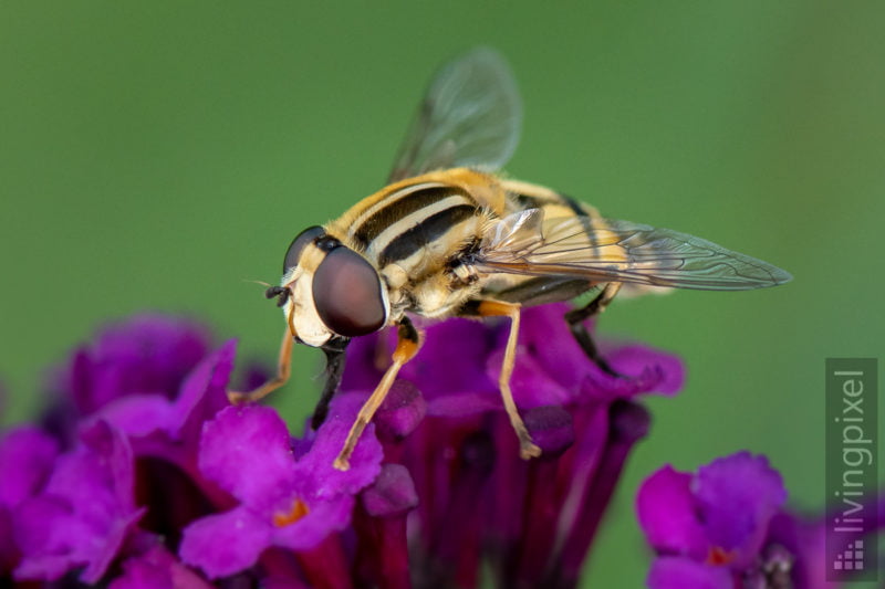 Große Sumpfschwebfliege (Helophilus trivittatus)