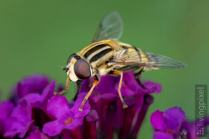 Große Sumpfschwebfliege (Helophilus trivittatus)