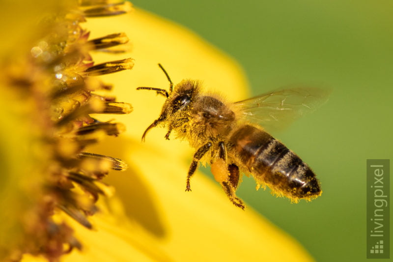 Westliche Honigbiene (Western honey bee)