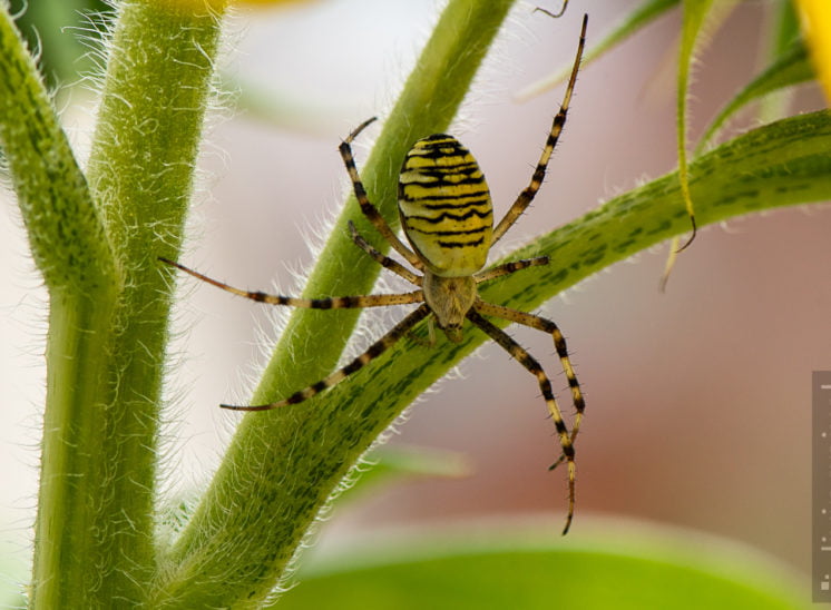 Wespenspinne (Argiope bruennichi)