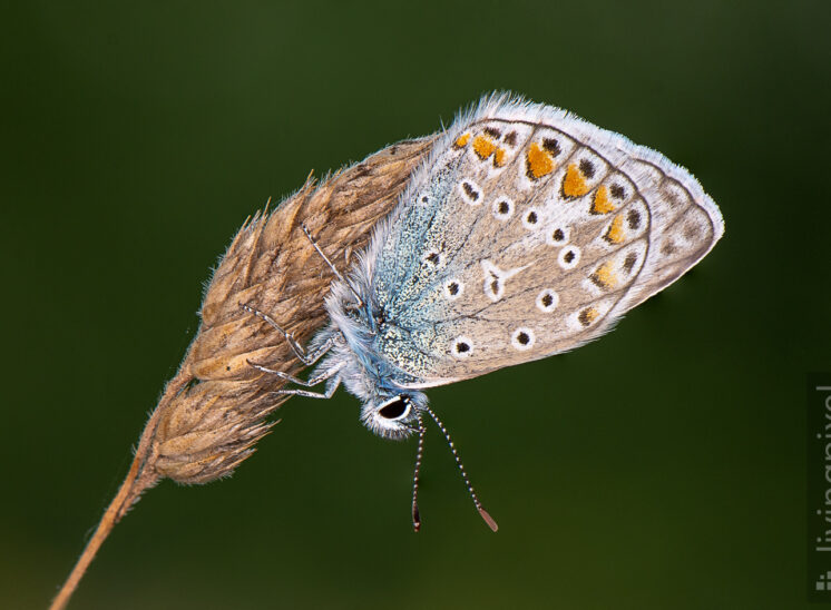 Hauhechel-Bläuling (Common blue)