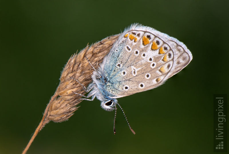 Hauhechel-Bläuling (Common blue)