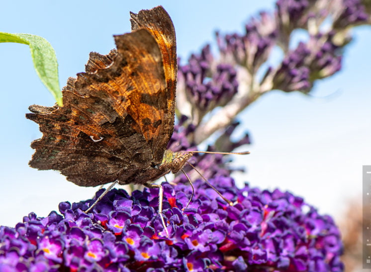 C-Falter (Polygonia c-album)