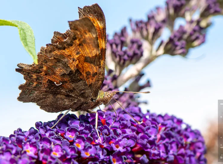 C-Falter (Polygonia c-album)