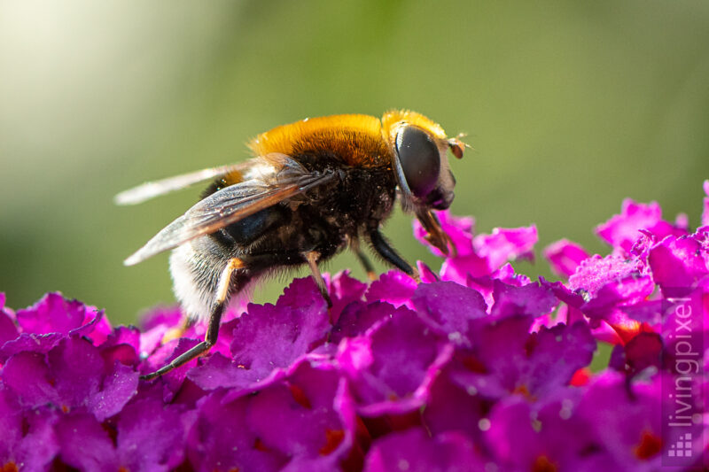 Hummel-Keilfleckschwebfliege (Eristalis intricaria)