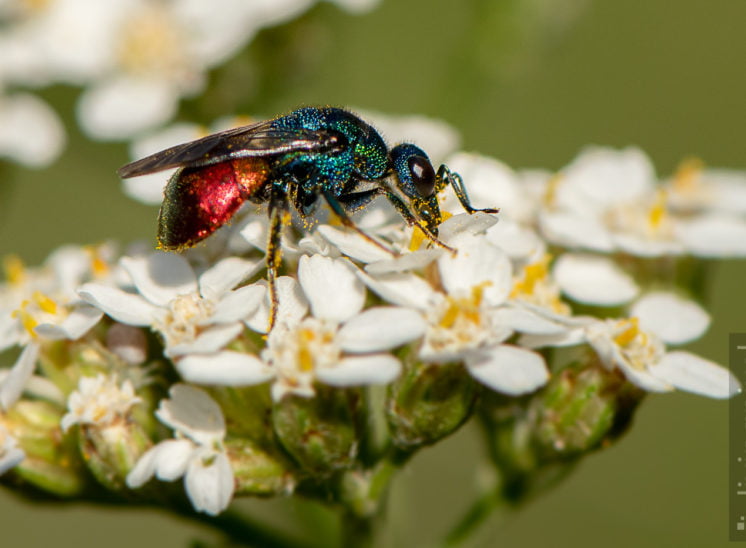 Goldwespe (Cuckoo wasp)