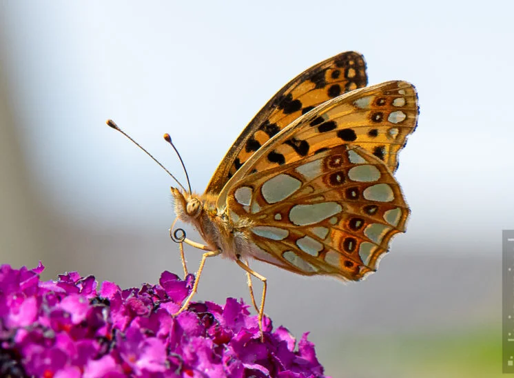 Kleiner Perlmuttfalter (Queen of Spain fritillary)