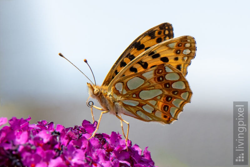 Kleiner Perlmuttfalter (Queen of Spain fritillary)