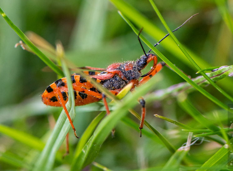 Rote Mordwanze (Rhynocoris iracundus)