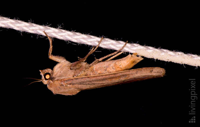 Hausmutter (Large yellow underwing)