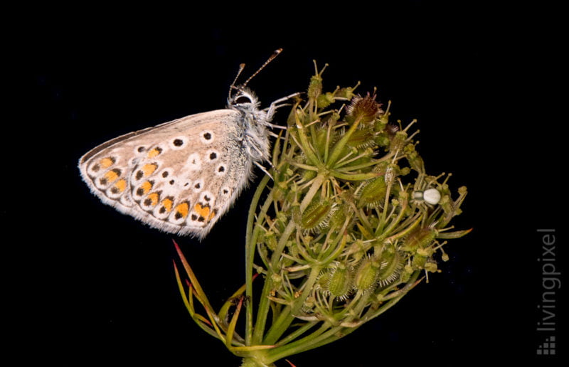 Hauhechel-Bläuling (Common blue)