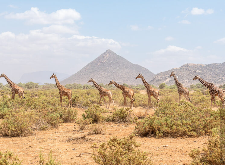 Netzgiraffe (Reticulated giraffe)