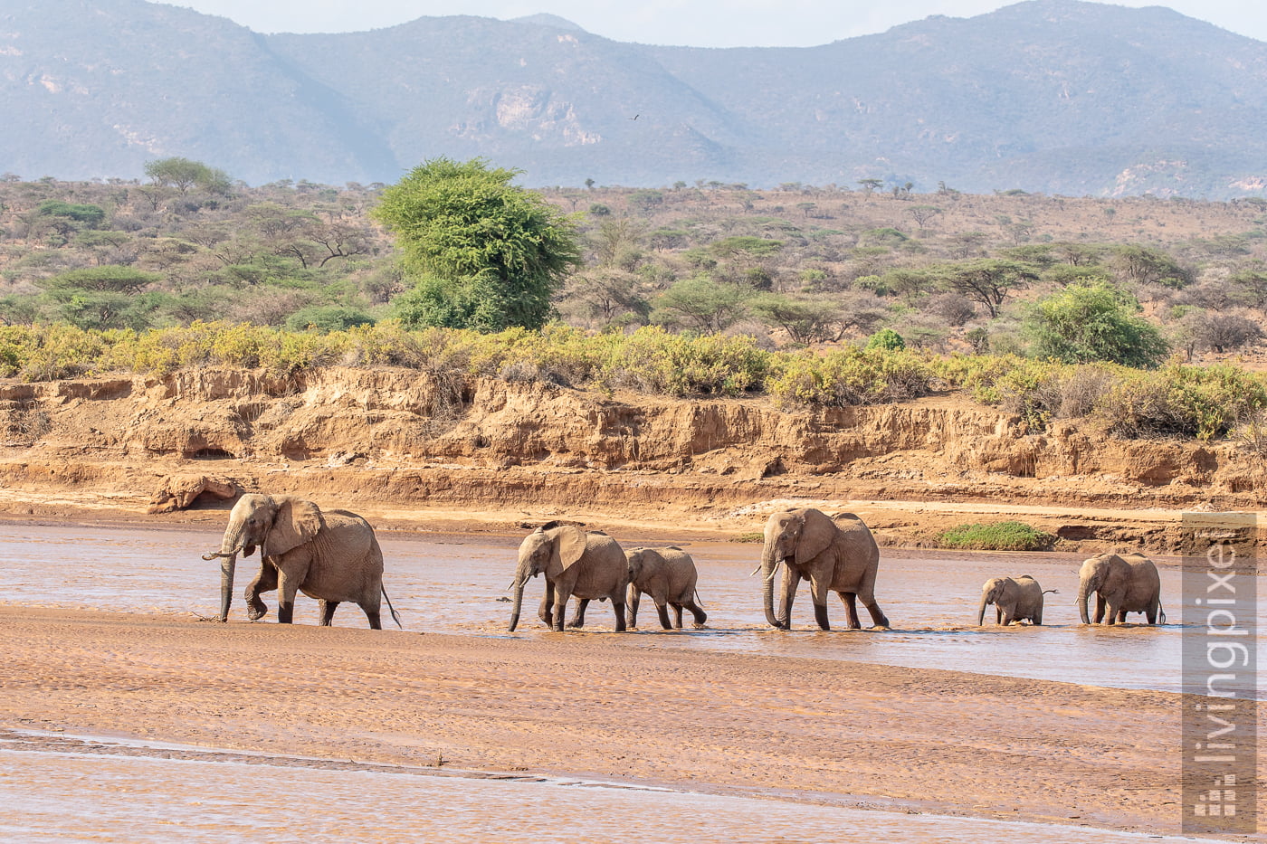 Elefant (Elephant)