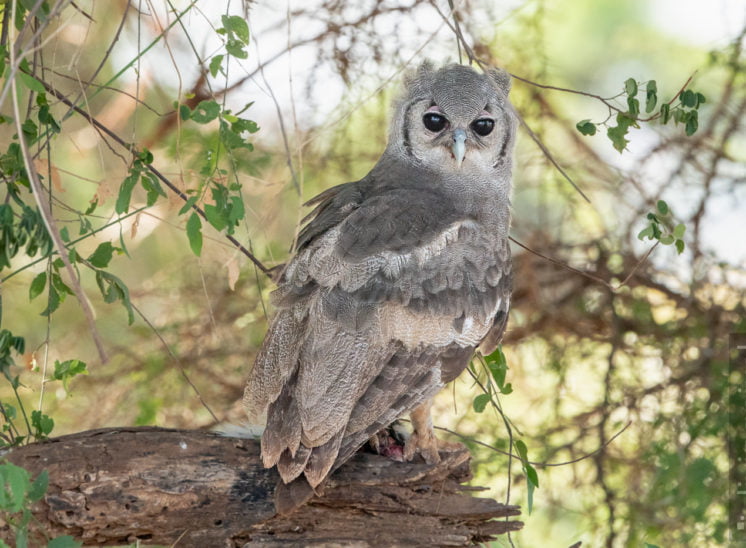 Milchuhu (Verreaux's Eagle owl)