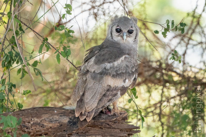 Milchuhu (Verreaux's Eagle owl)