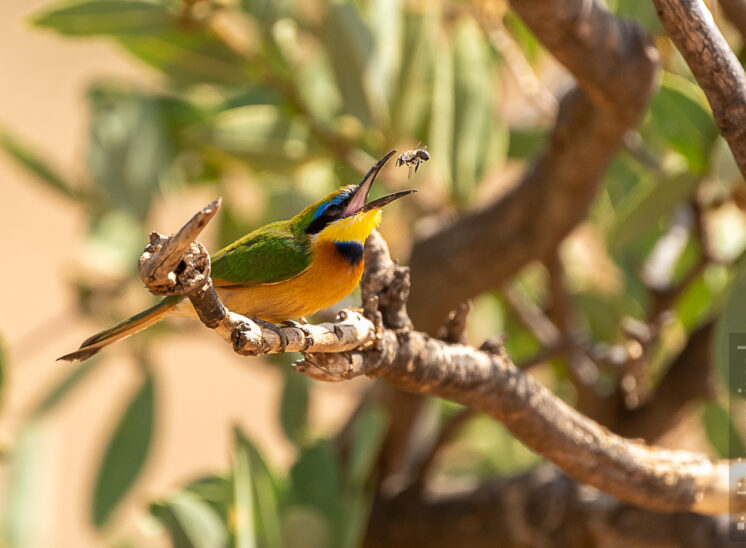 Zwergspint (Little Bee eater)