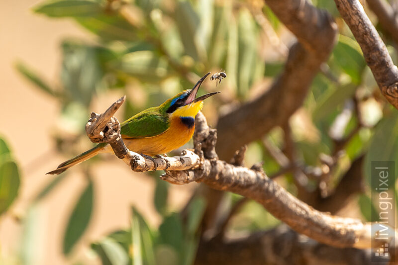 Zwergspint (Little Bee eater)
