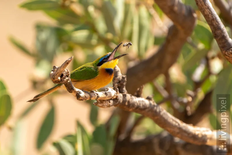 Zwergspint (Little Bee eater)