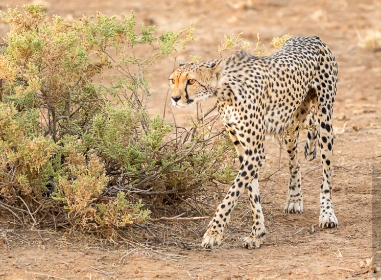 Gepard (Cheetah)