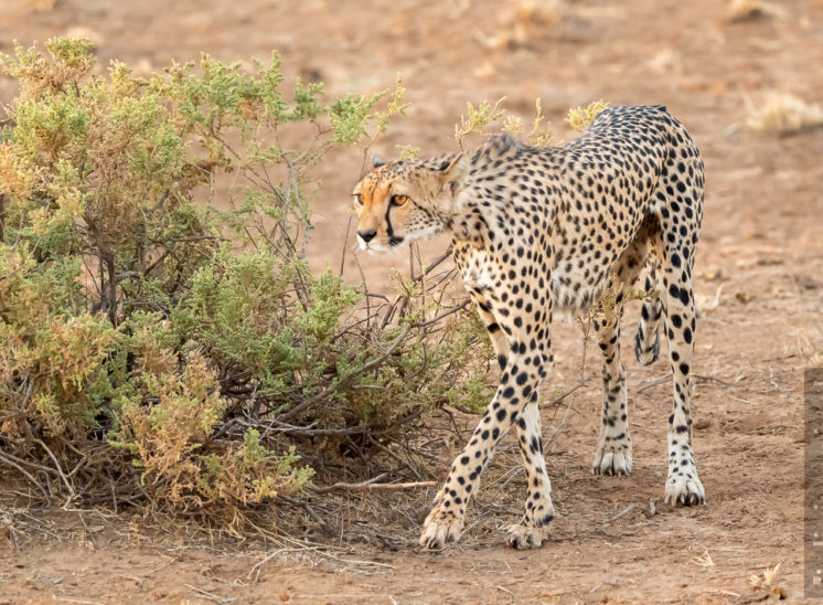 Gepard (Cheetah)