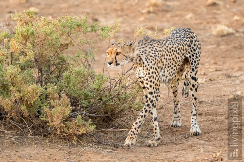 Gepard (Cheetah)