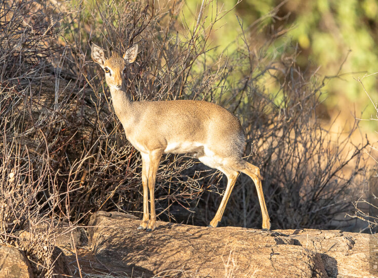 Dikdik (Dik-dik)