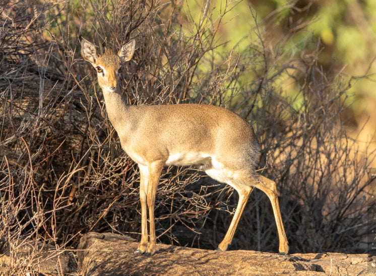 Dikdik (Dik-dik)