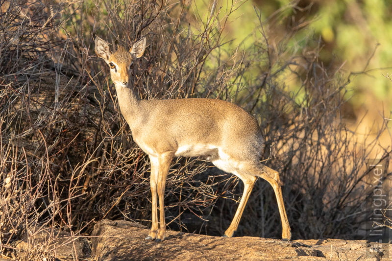 Dikdik (Dik-dik)