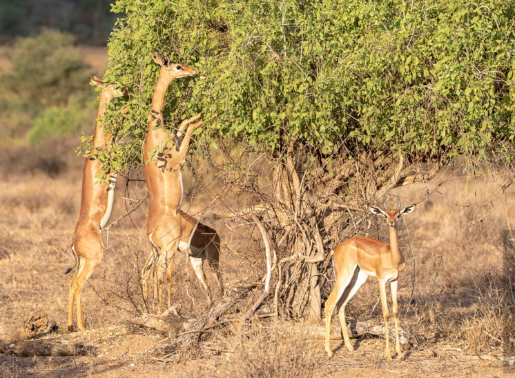 Giraffengazelle (Gerenuk)