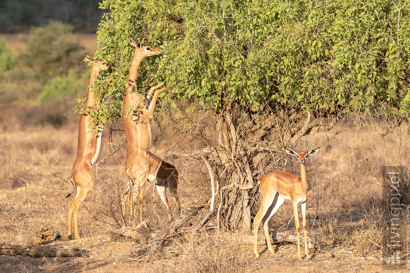 Giraffengazelle (Gerenuk)